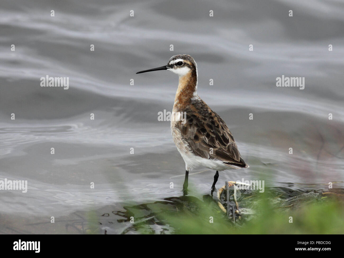 Wilson's Phalarope May 12th, 2011 Lincoln County, near Worthing Canon 50D, 400 5.6L Stock Photo