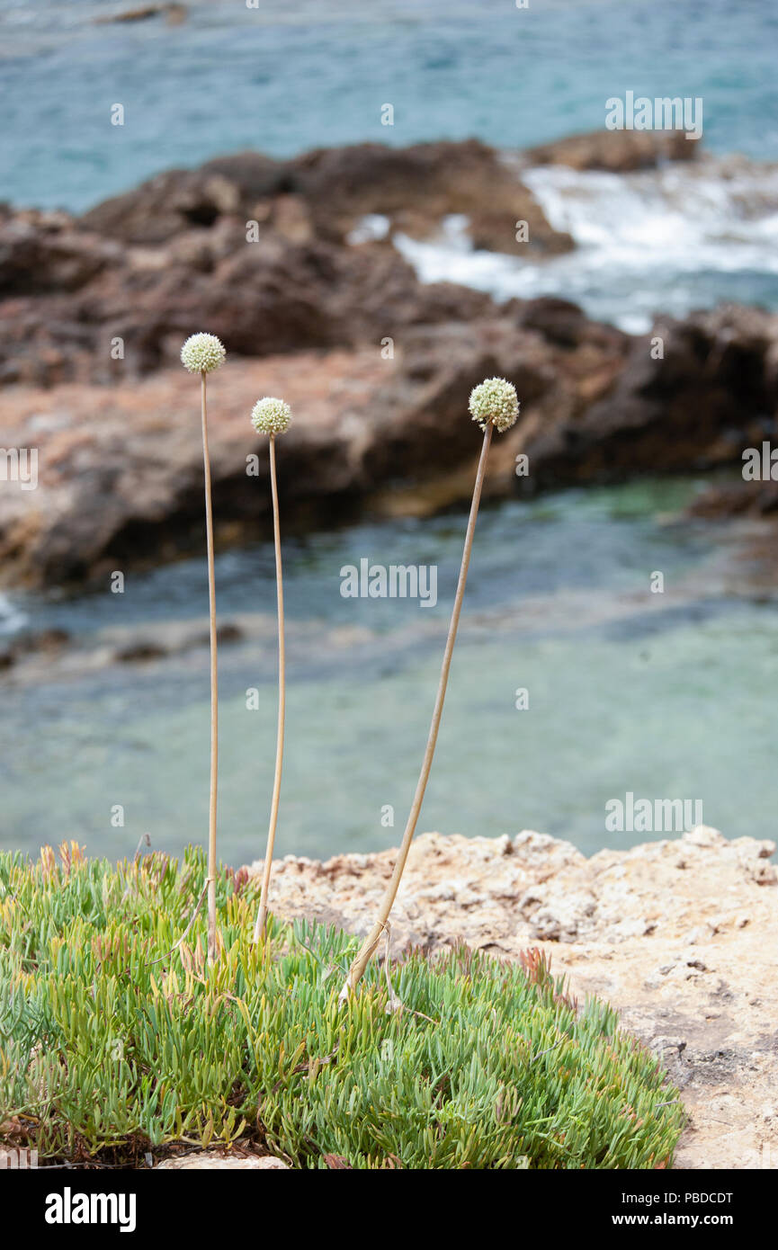 Ibizan coastal rocks with shrubs Rock Samphire and Allium, Ibiza, Balearic Islands, Mediterranean Sea, Spain Stock Photo