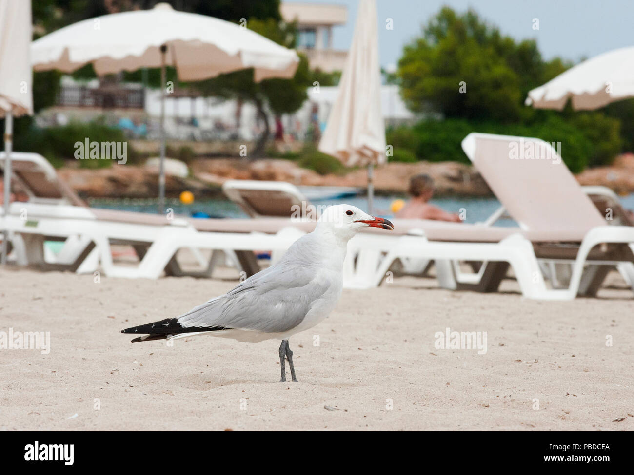 Audouin's Gull, (Ichthyaetus audouinii), looking for food scraps on Es Canar beach, Ibiza Island, Balearic Islands, Mediterranean Sea, Spain, Europe Stock Photo
