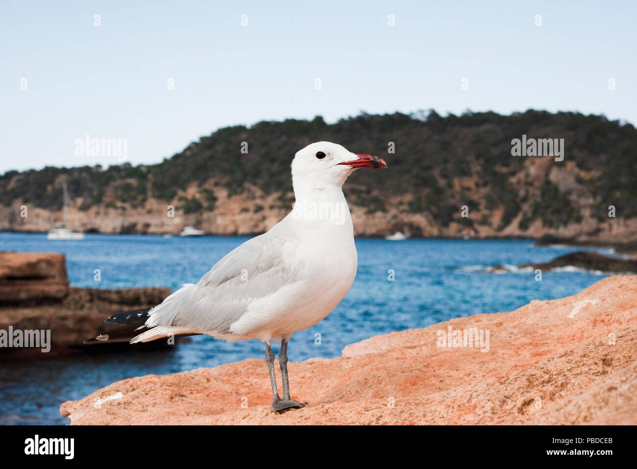 Audouin's Gull, (Ichthyaetus audouinii), Ibiza Island, Balearic Islands, Mediterranean Sea, Spain, Europe Stock Photo