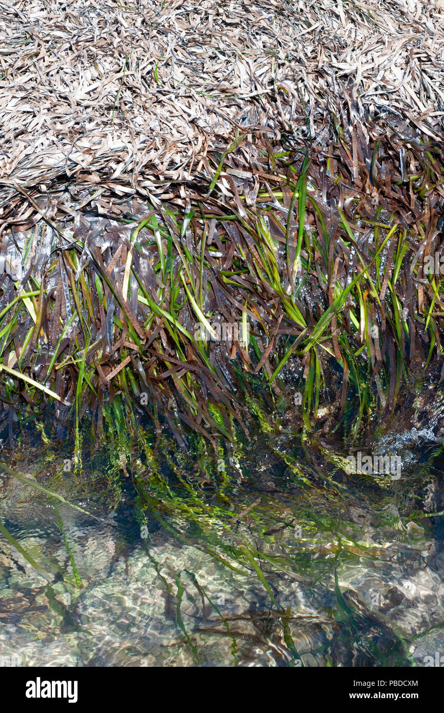 Mediterraean Neptune Grass,(Posidonia oceanica),also known as Mediterranean Tapeweed, washed up onto the coast of Ibiza Island, Balearic Islands,Spain Stock Photo