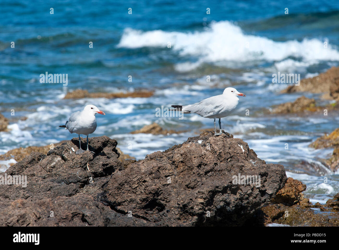 Audouin's Gull, (Ichthyaetus audouinii), Ibiza Island, Balearic Islands, Mediterranean Sea, Spain, Europe Stock Photo
