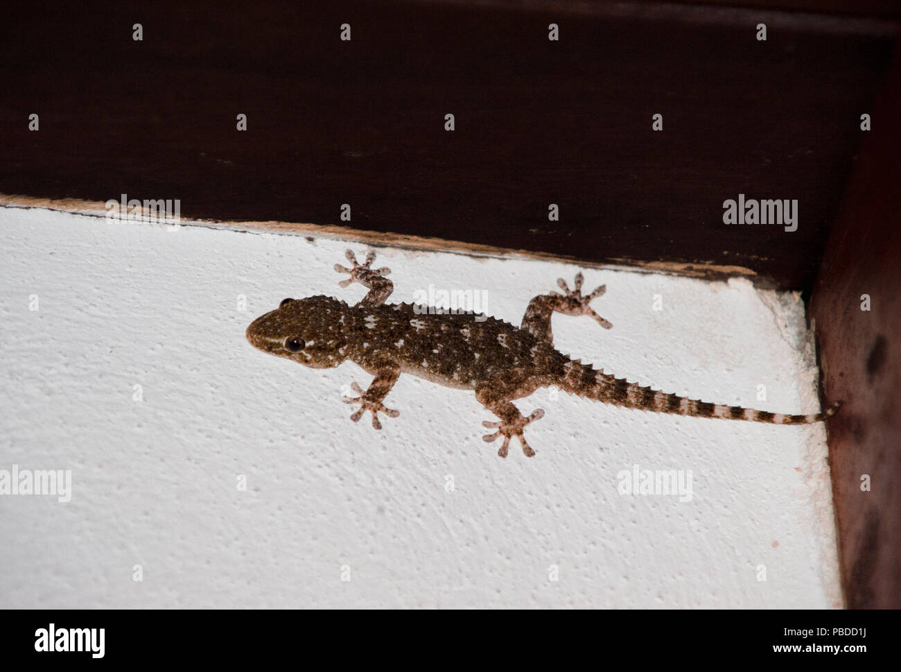 Moorish Wall Gecko,(Tarentola mauritanica), also known as Common Wall Gecko, hunting insects on wall, Ibiza, Balearic Islands, Spain Stock Photo