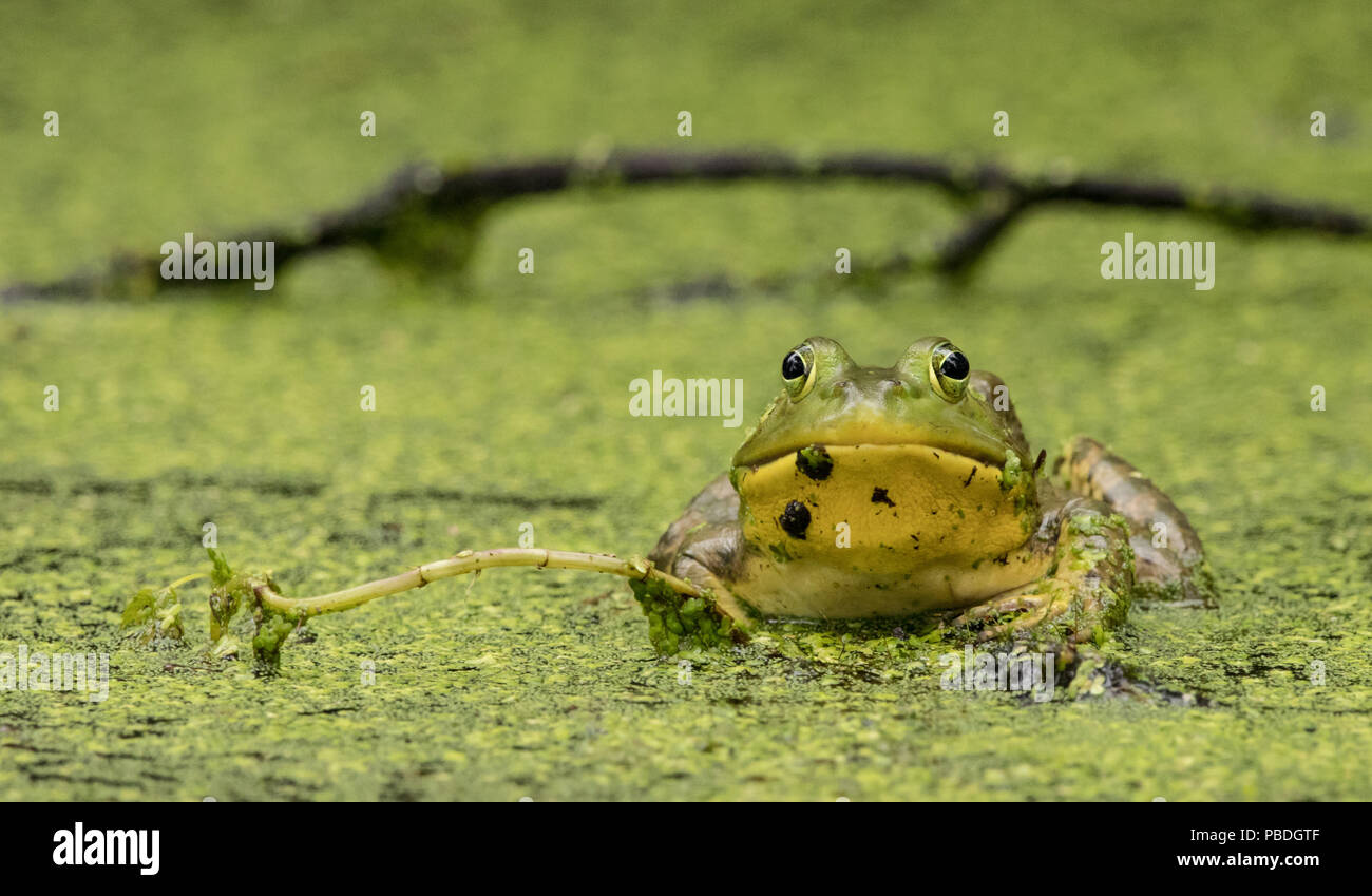 Frog resting in a swamp Stock Photo Alamy