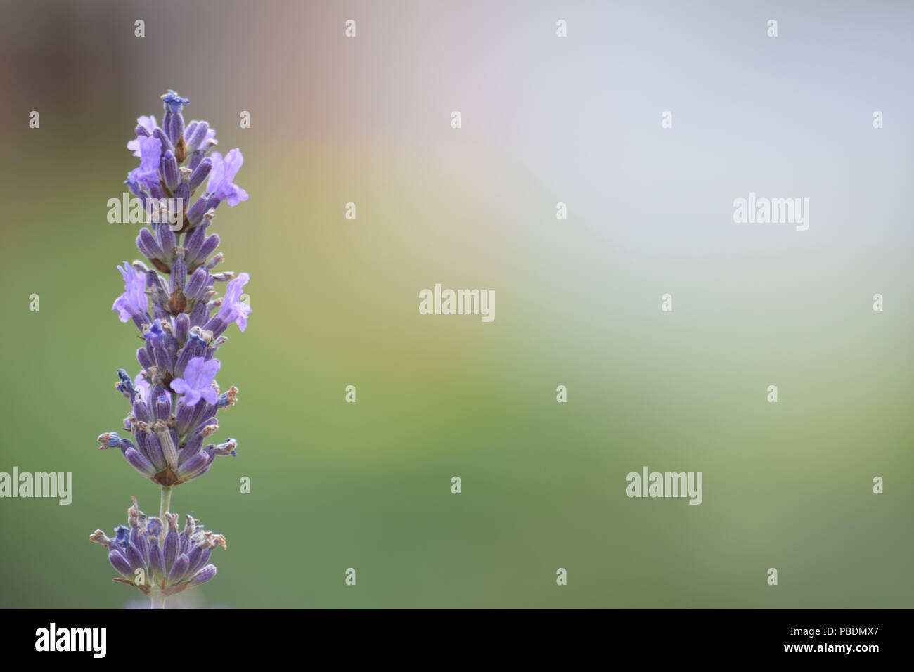 Lavender Stem In A British Garden In Summer, Yorkshire, England Stock Photo