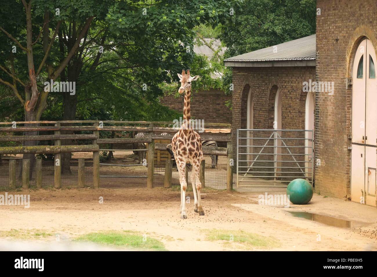 Giraffe , London Zoo Stock Photo Alamy