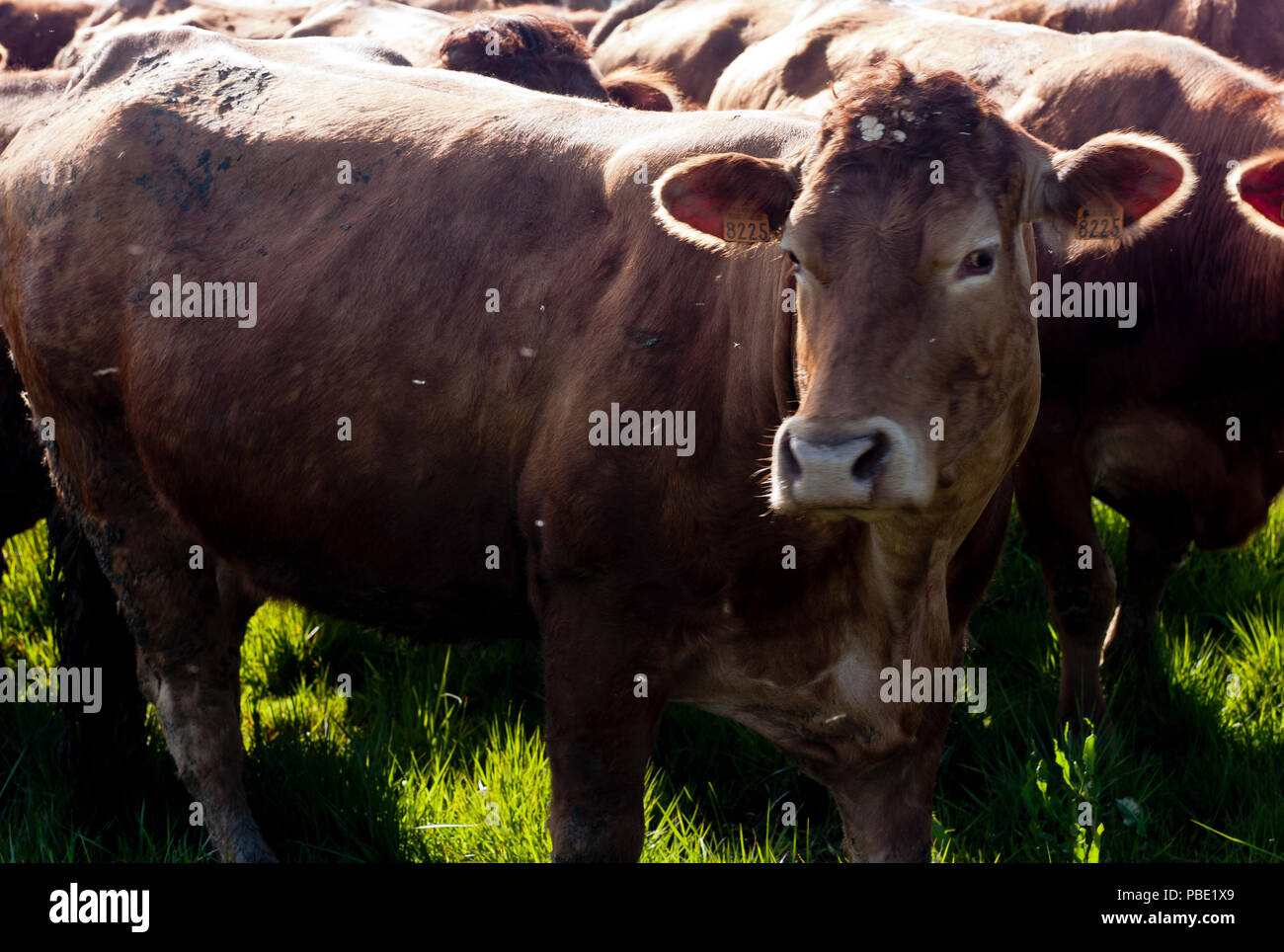 A small herd of cattle near the hamlet of St Martial, In the community of Varen, Tarn et Garonne, Occitanie, France In springtime afternoon sunlight. Stock Photo