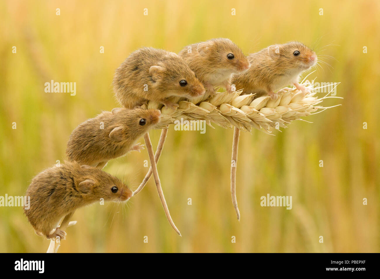 Native mice hi-res stock photography and images - Alamy