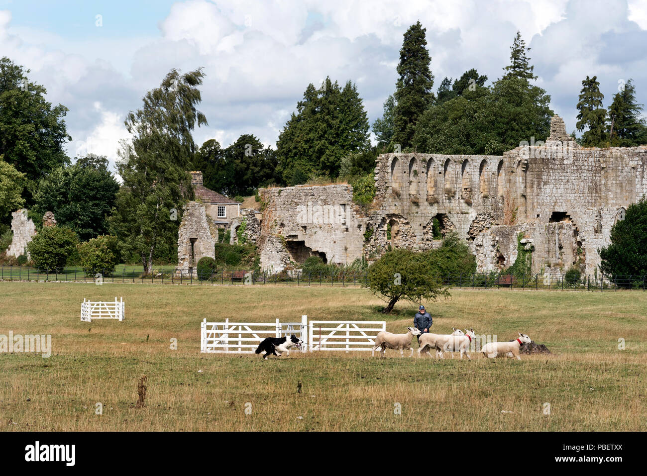 Jervaulx Abbey, North Yorkshire, UK. 28th July, 2018. Competitor in the English National Sheepdog Trials taking place at Jervaulx Abbey, North Yorkshire. The Trials take place over the weekend 27th-29th July in the Abbey grounds. Credit: John Bentley/Alamy Live News Stock Photo