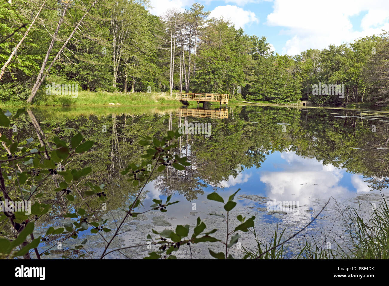 Sunset Pond in the North Chagrin Reservation of the Cleveland Metropark system in Willoughby during the summer reflects the foliage and blue sky. Stock Photo