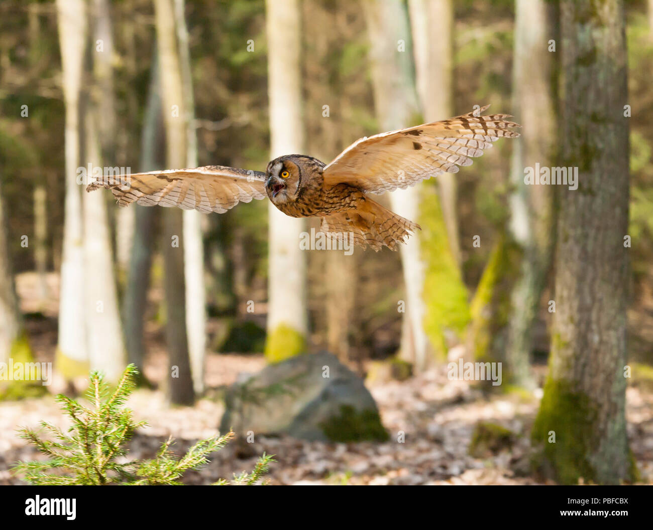 Portrait of long-eared owl with spreaded wings out - Asio otus Stock Photo