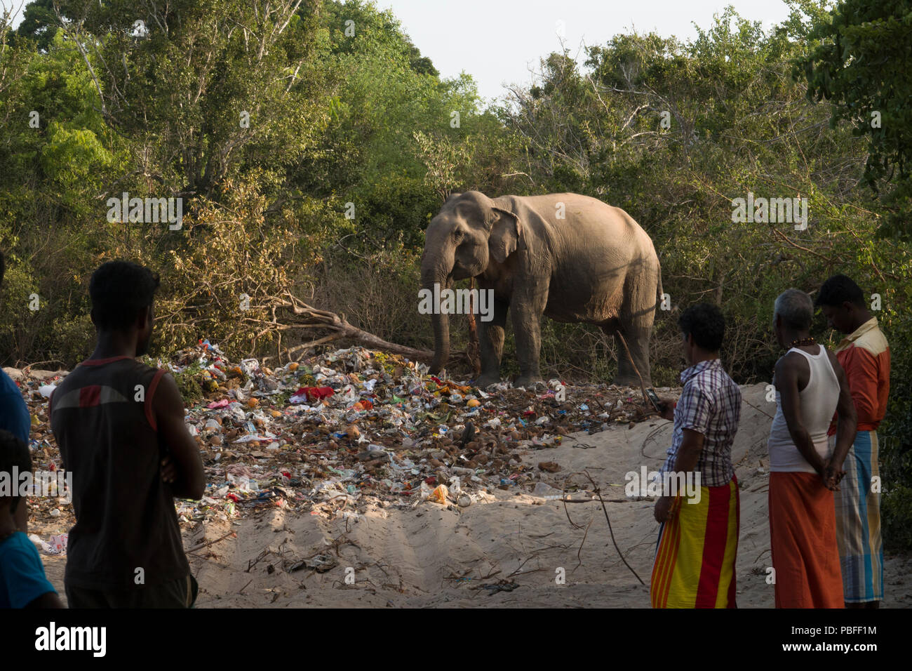 People watching wild elephant eating from religious festival trash pile at Okanda in Kumana National Park, Sri Lanka Stock Photo