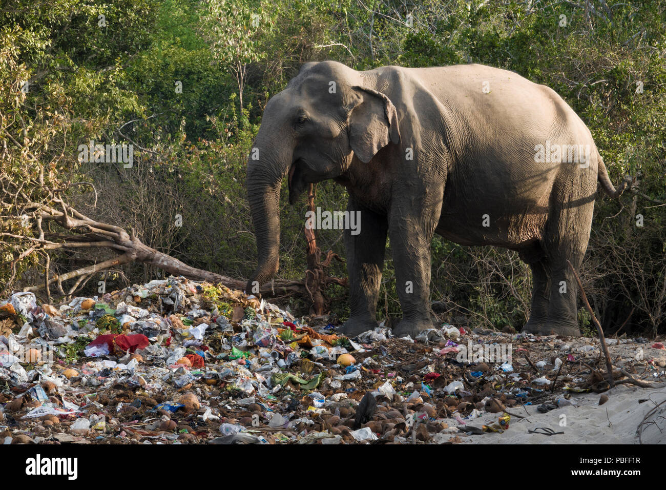 Wild elephant eating from religious festival trash pile at Okanda in Kumana National Park, Sri Lanka Stock Photo