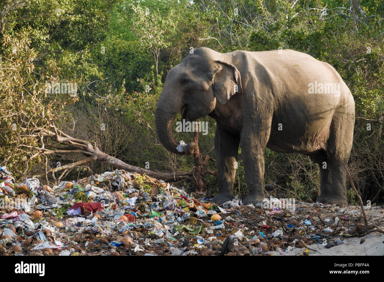 Wild elephant eating from religious festival trash pile at Okanda in Kumana National Park, Sri Lanka Stock Photo