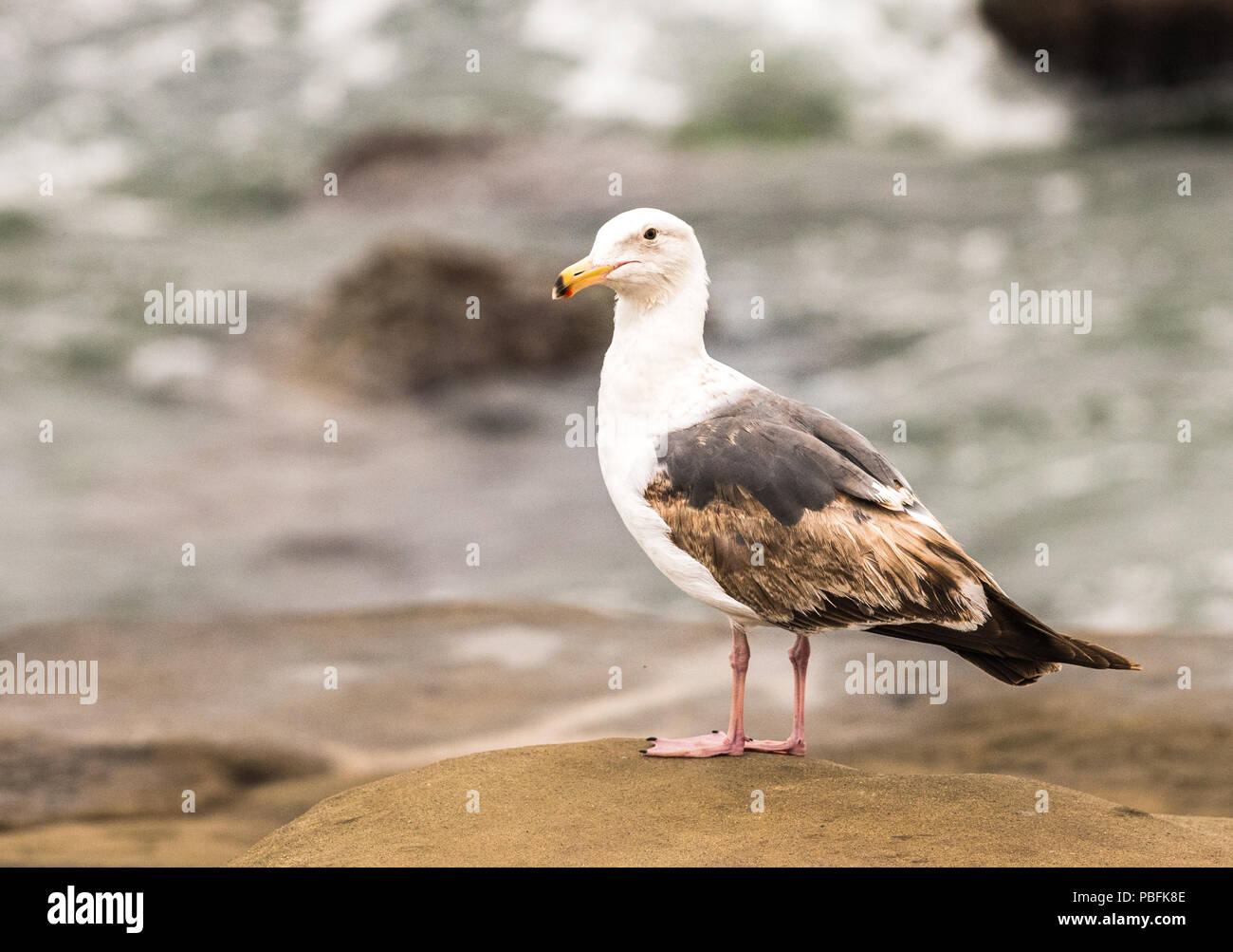 Young seagull changing coloring to adult coloring Stock Photo