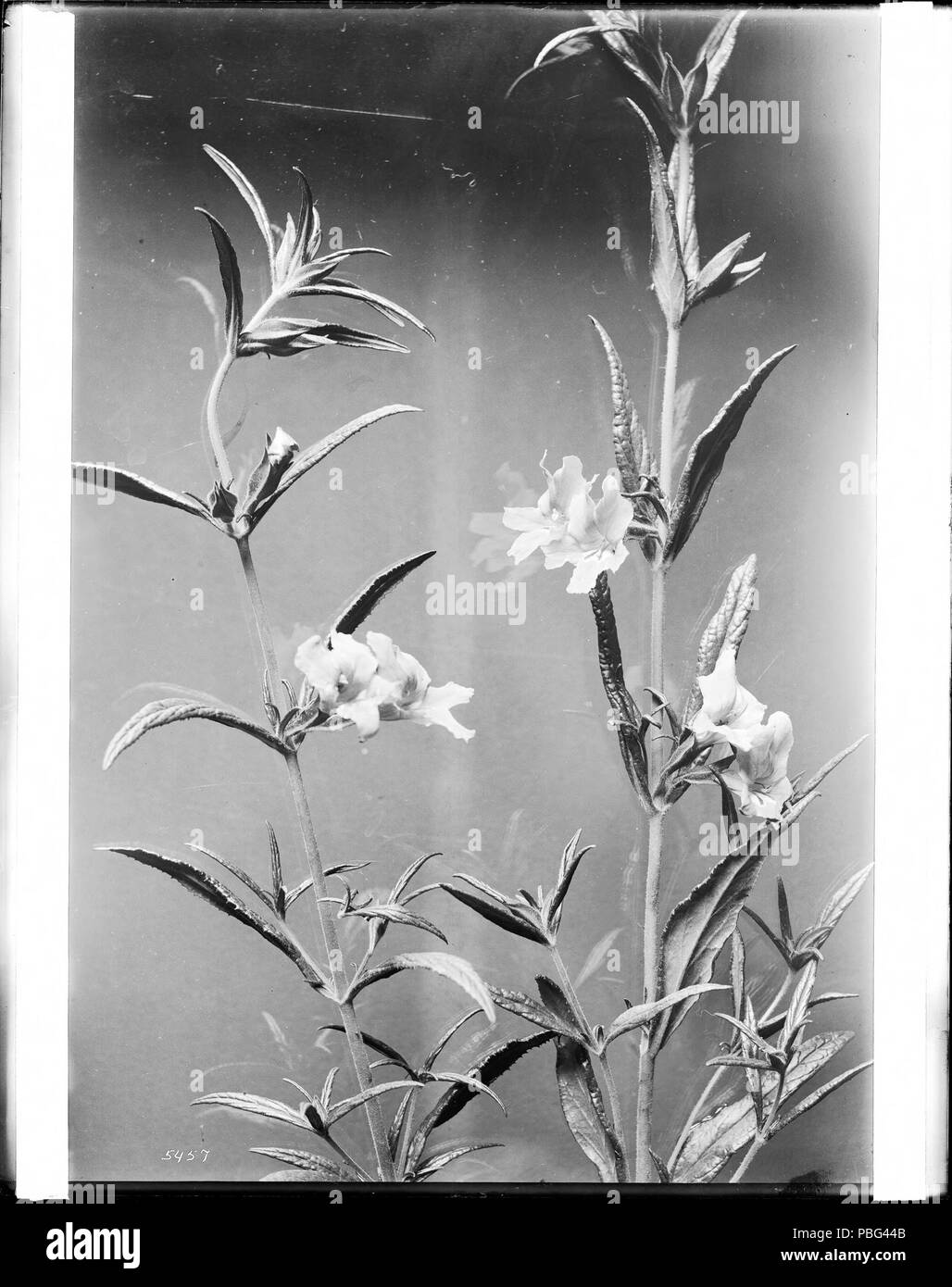 . English: Specimen of Mimulus glutiniosus, a wild flower, ca.1920 Photograph of a specimen of Mimulus glutiniosus, a wild flower, ca.1920. On dark background.; 'These hardy and tender herbs are natives of the Americas, Australia, Africa and Asia. They form clumps, 8 to 10 inches high and have heart-shaped to oblong-lanceolate leaves, 3 to 6 inches long. Their flowers are pouched, 1 to 2 inches across and may be cream, red, rose, yellow, or wine and are often marked with a contrasting color. M. cupreus is a perennial that grows 6 to 9 inches tall. In the regions where it is hardy, it is great  Stock Photo