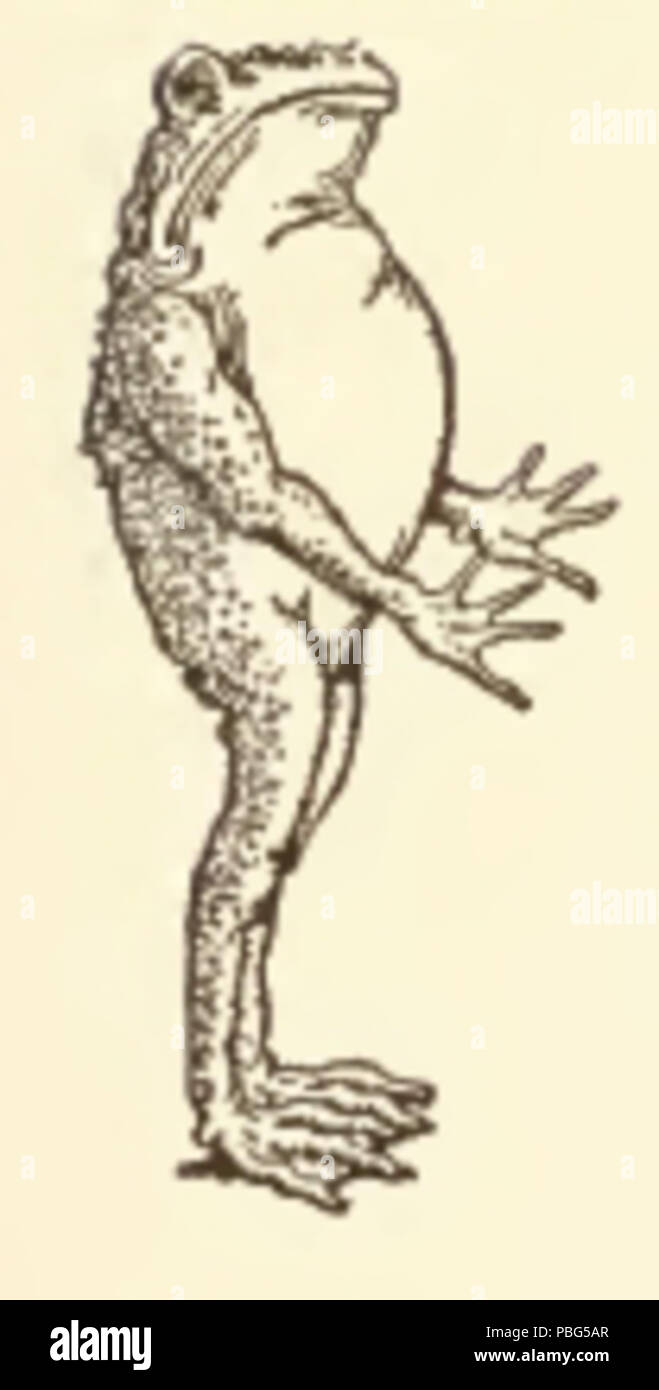 1568 Standing Frog Stock Photo Alamy
