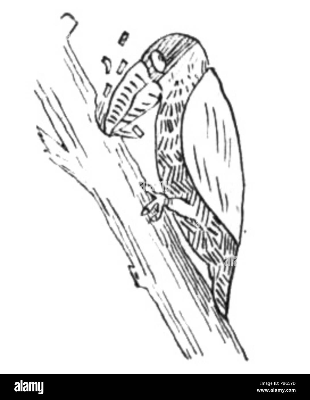 1573 Stebbins Guide to Birds 01a Stock Photo