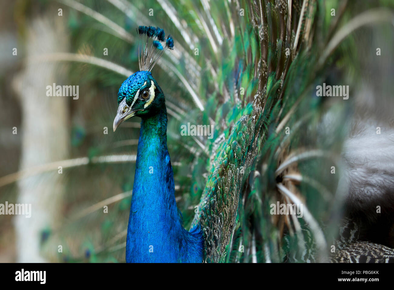 Peacock, Colombia Stock Photo