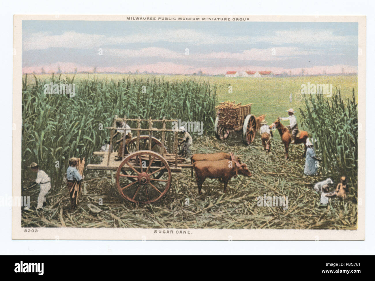 1582 Sugar Cane, Milwaukee Public Museum Miniature Group, Milwaukee, Wisc (NYPL b12647398-74638) Stock Photo