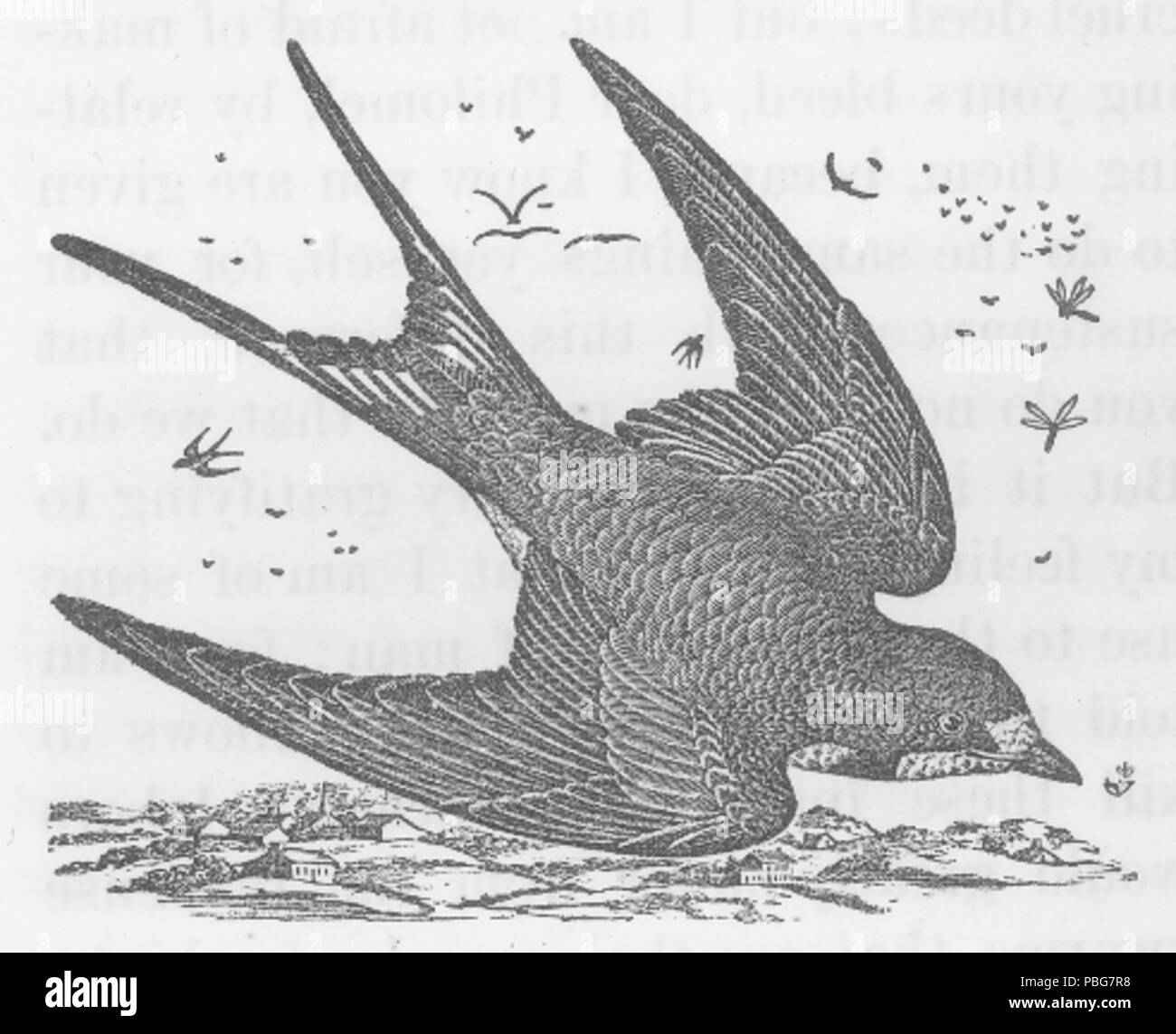 Swallow wings Black and White Stock Photos & Images - Alamy