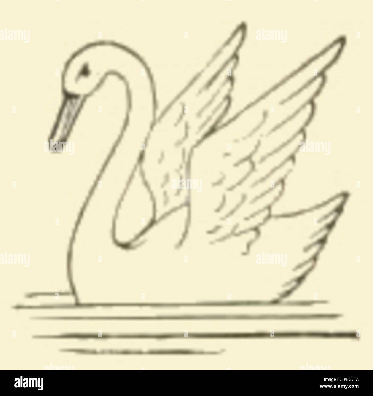 Swan drawing hires stock photography and images Alamy