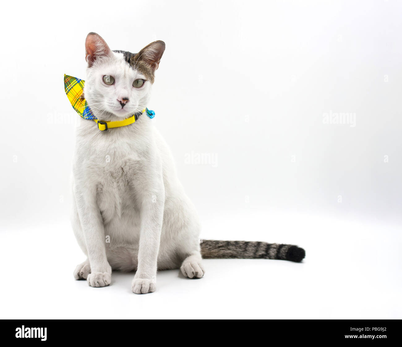 Cat looking up on white background Stock Photo - Alamy