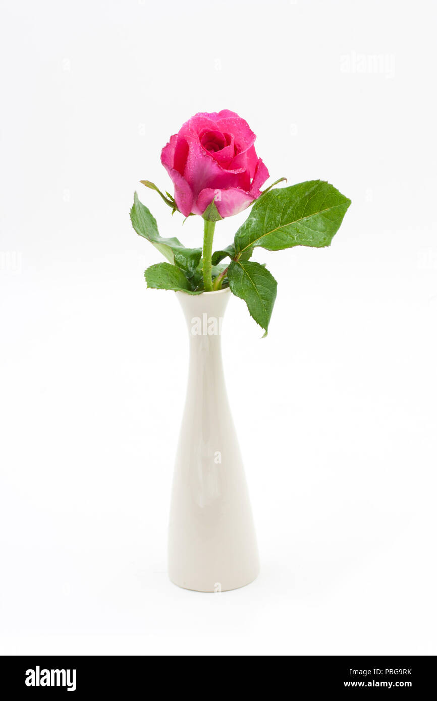 Pink Rose in Vase isolated over white Stock Photo - Alamy