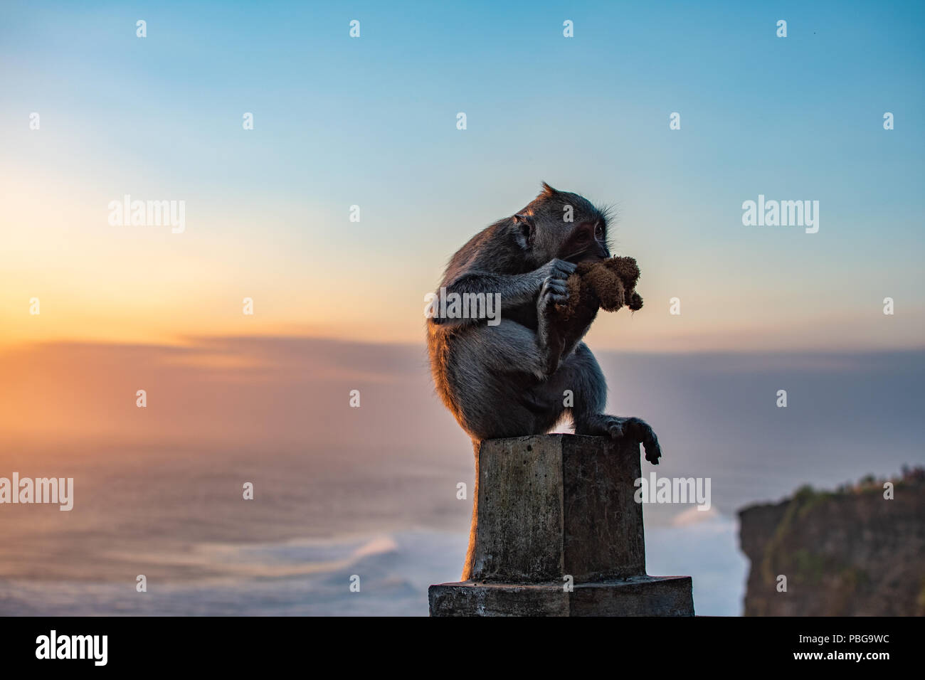 Monkey near ocean Eating soft toy at sunrise. Indian ocean Stock Photo