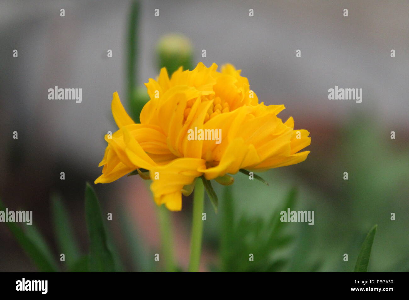 Acup hi-res stock photography and images - Alamy