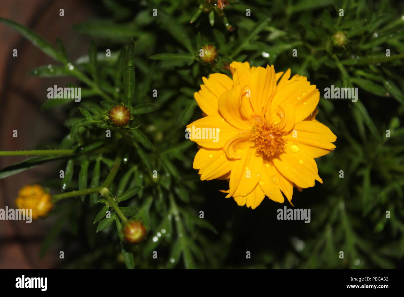 Acup hi-res stock photography and images - Alamy