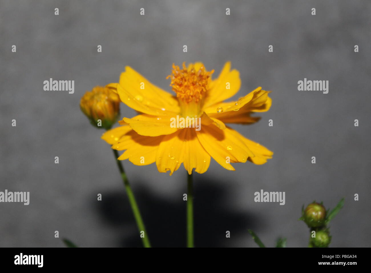 Acup hi-res stock photography and images - Alamy