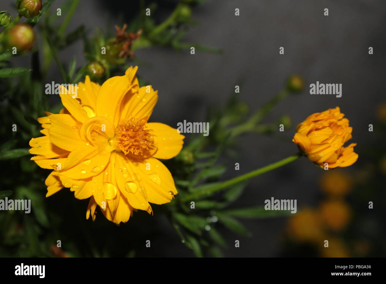 Acup hi-res stock photography and images - Alamy