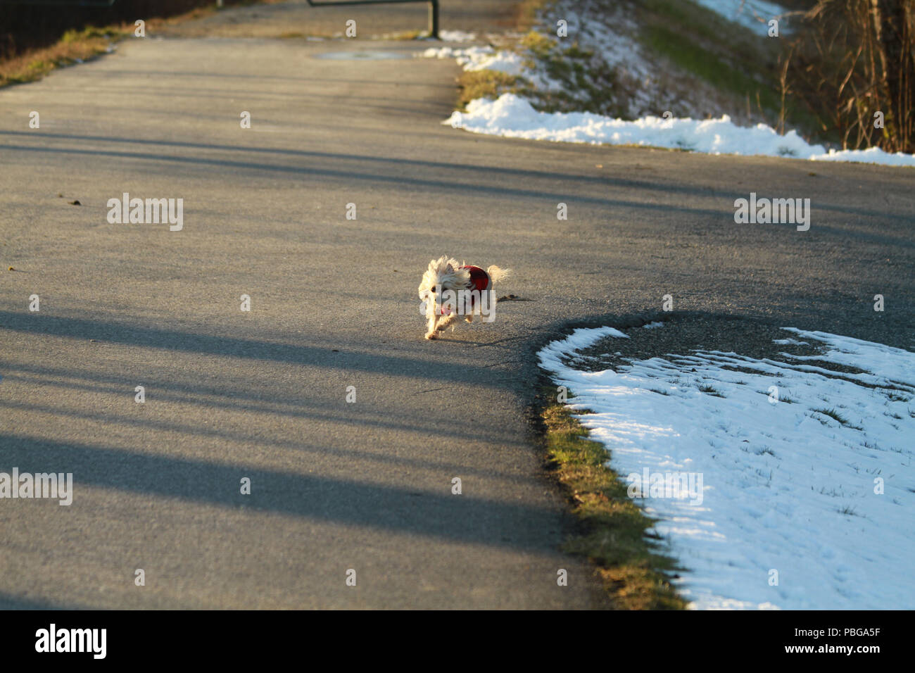 Silky terrier running on the trail Stock Photo
