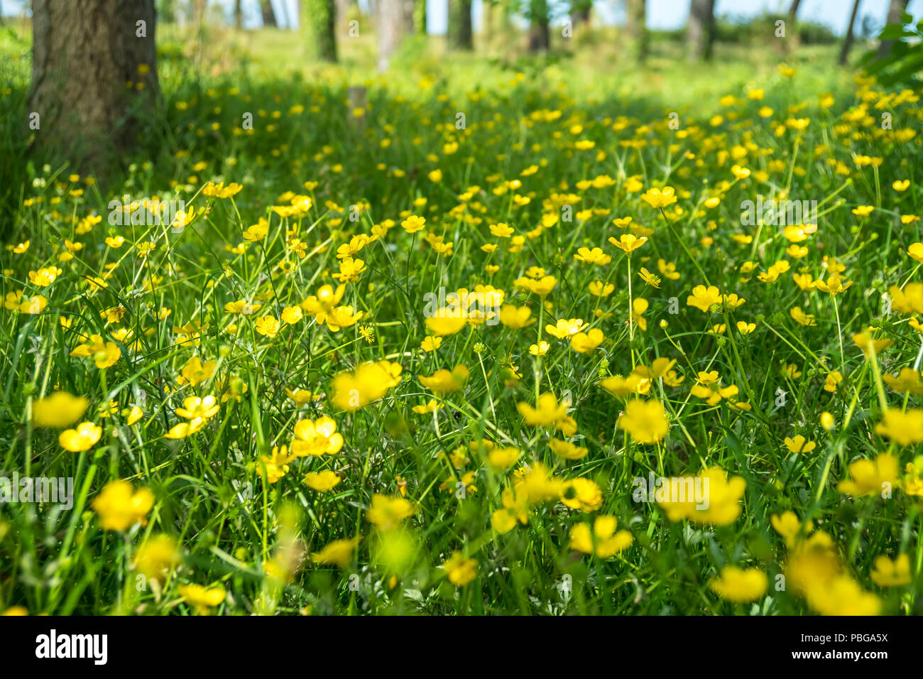 Yellow Buttercup flowers in the field. Ranunculus repens Stock Photo ...