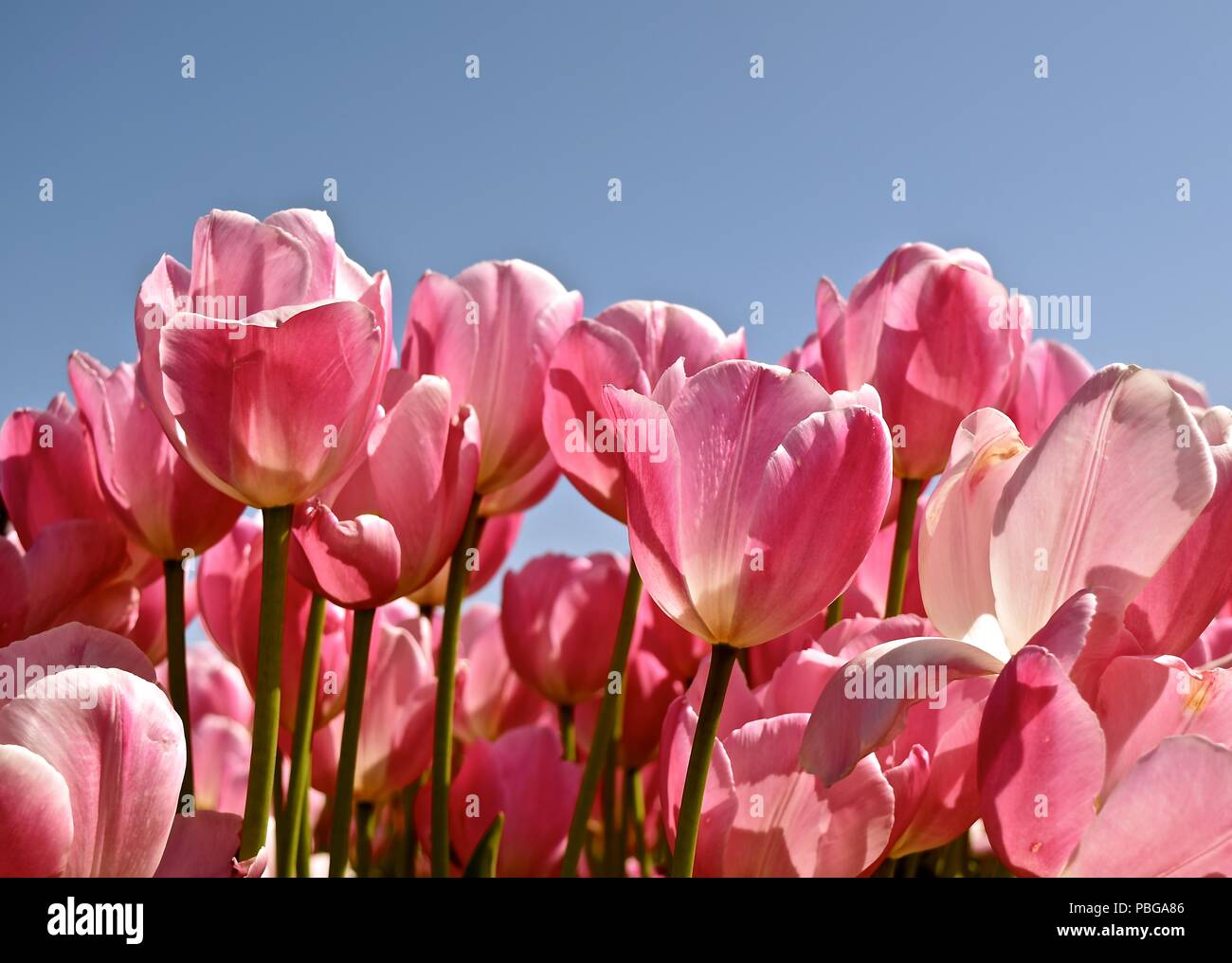 Annual celebration of Spring at the Tulip Farm in Tulip Town, Washington. These brightly colored large showy flowers originated from central Asia. Stock Photo