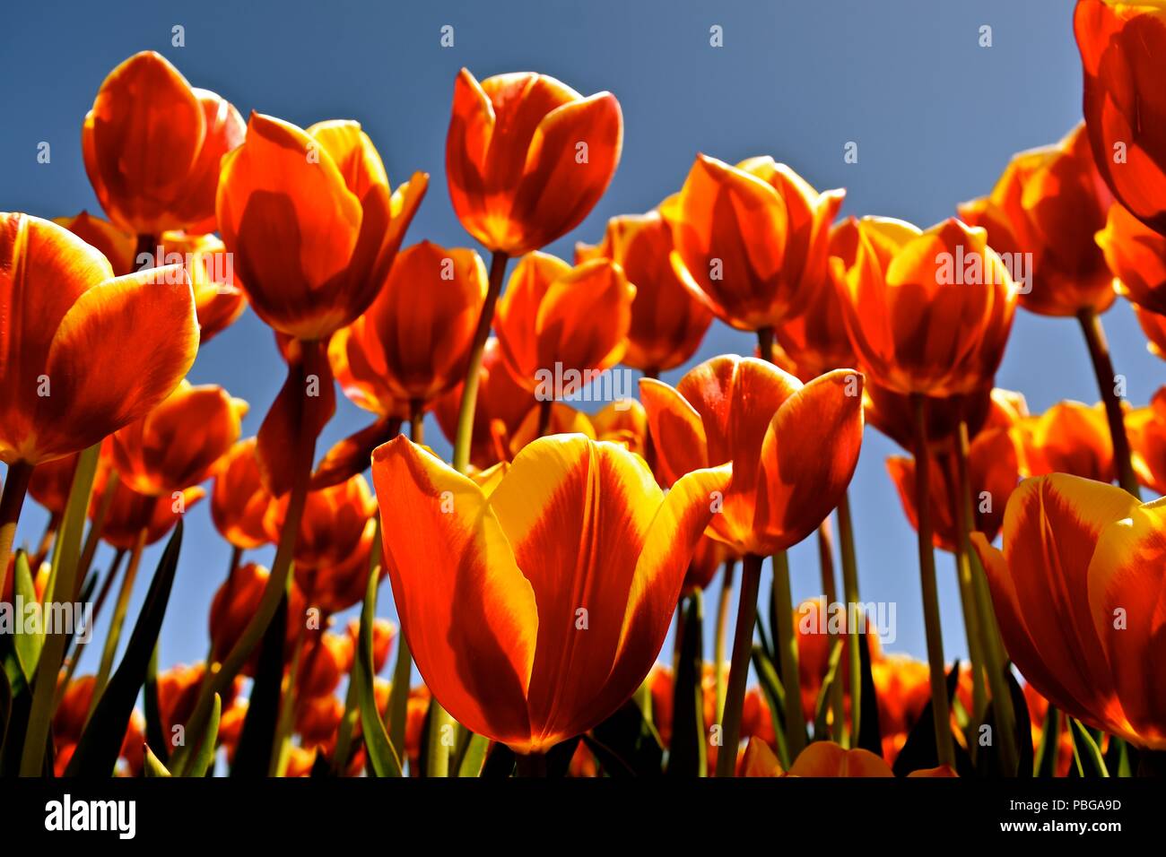 Annual celebration of Spring at the Tulip Farm in Tulip Town, Washington. These brightly colored large showy flowers originated from central Asia. Stock Photo