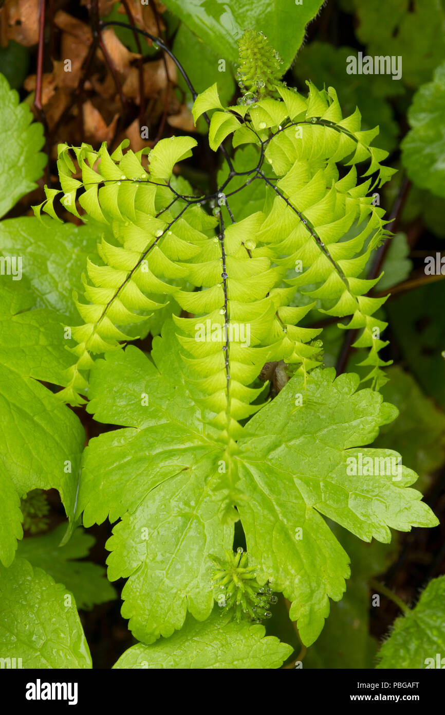 Five-finger fern in coltsfoot, Lochsa Wild and Scenic River, Northwest Passage Scenic Byway, Clearwater National Forest, Idaho Stock Photo