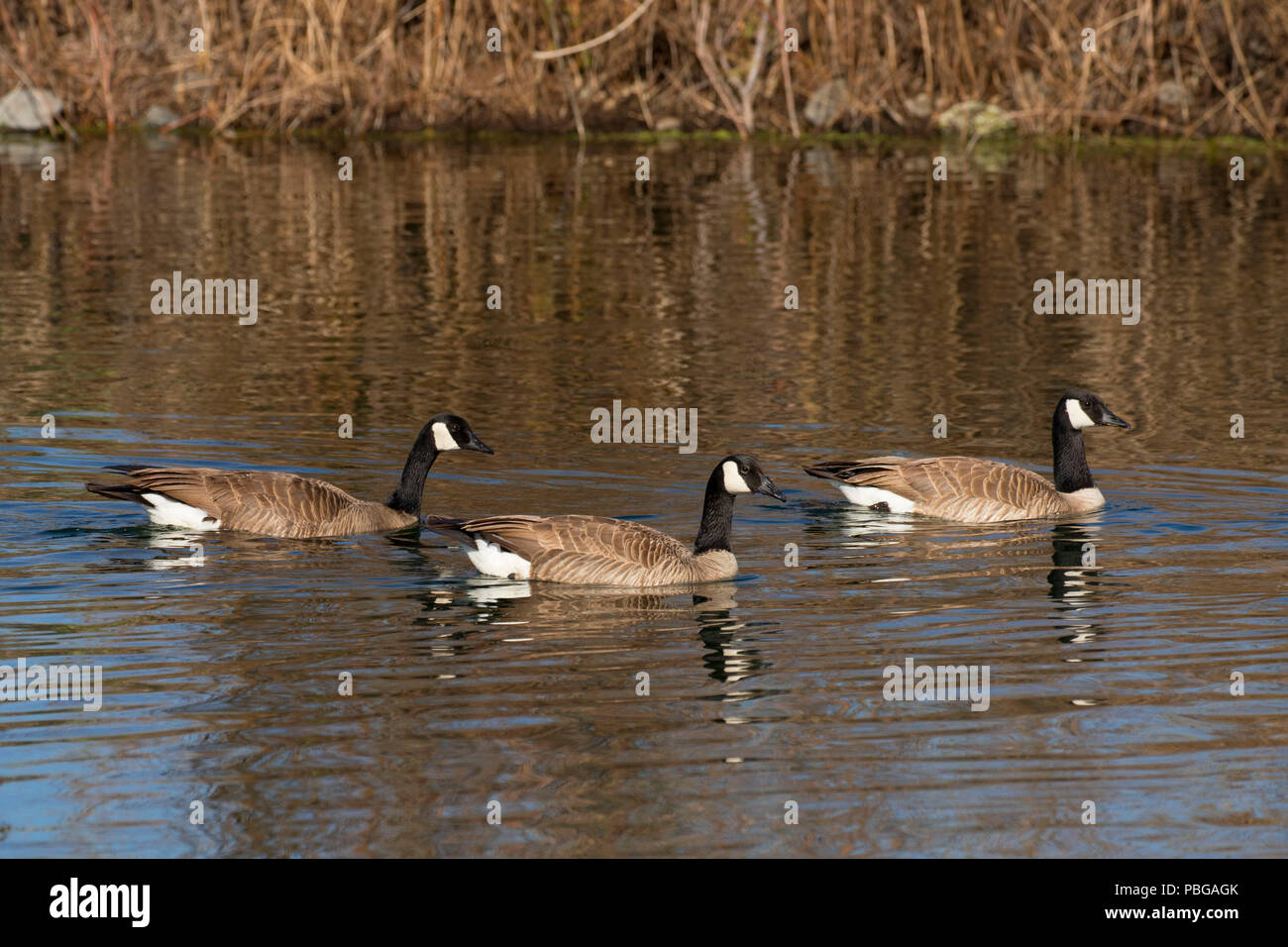 Canada goose, Hagerman Wildlife Management Area, Idaho Stock Photo