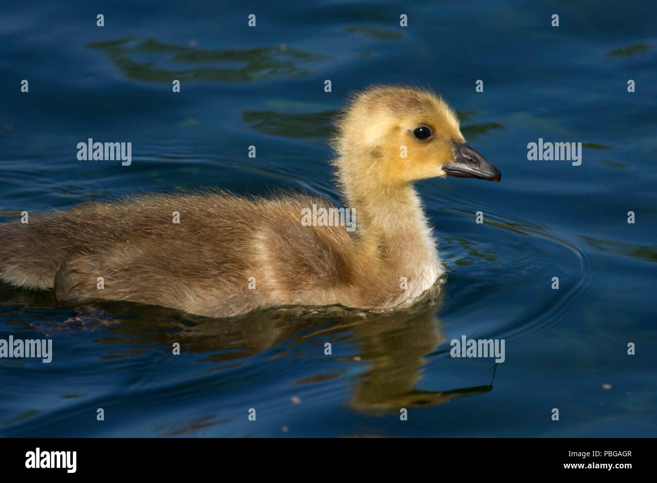 Canada goose chick, Hagerman Wildlife Management Area, Idaho Stock