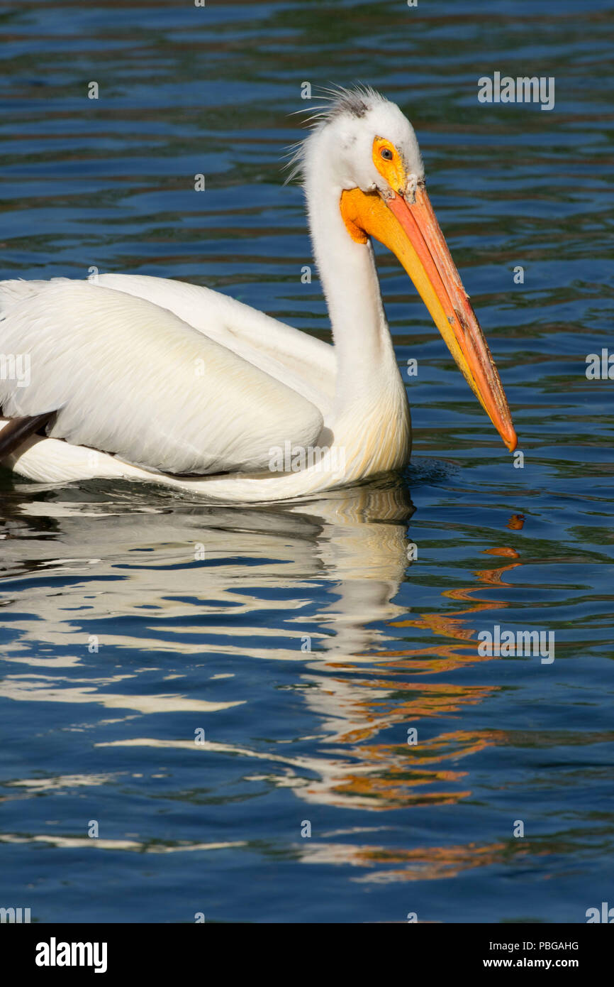 White pelican, Hagerman Wildlife Management Area, Idaho Stock Photo