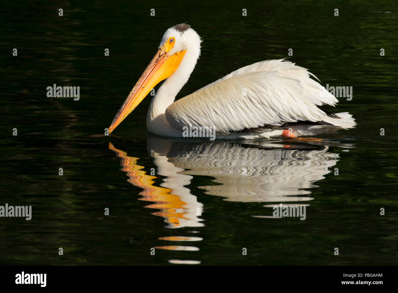 White pelican, Hagerman Wildlife Management Area, Idaho Stock Photo