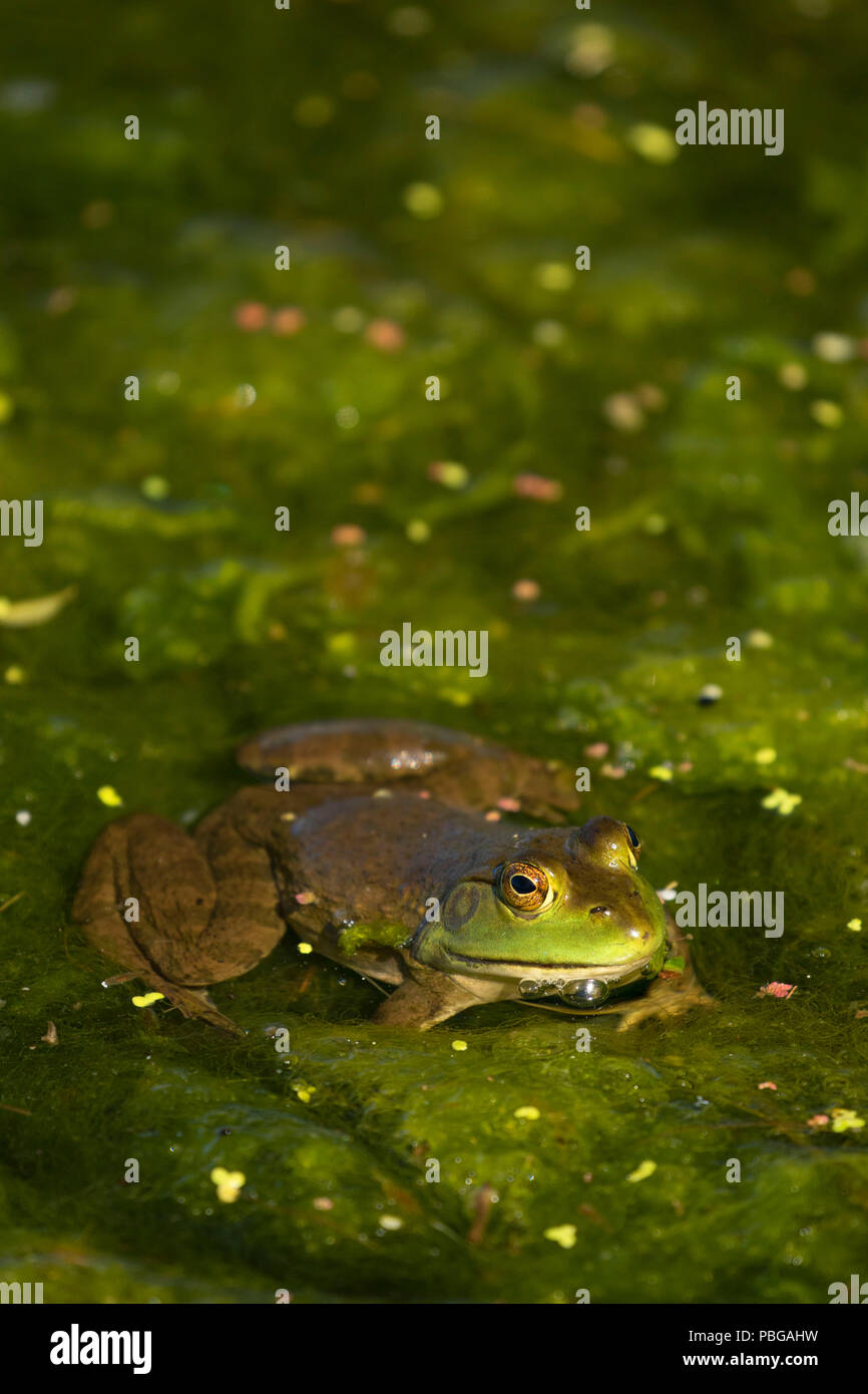 Frog, Hagerman Wildlife Management Area, Idaho Stock Photo
