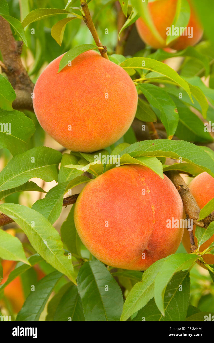 Red haven peach hires stock photography and images Alamy