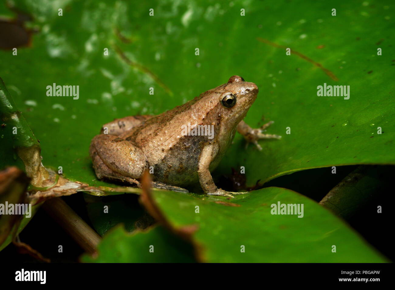 Thailand frog hi-res stock photography and images - Page 3 - Alamy