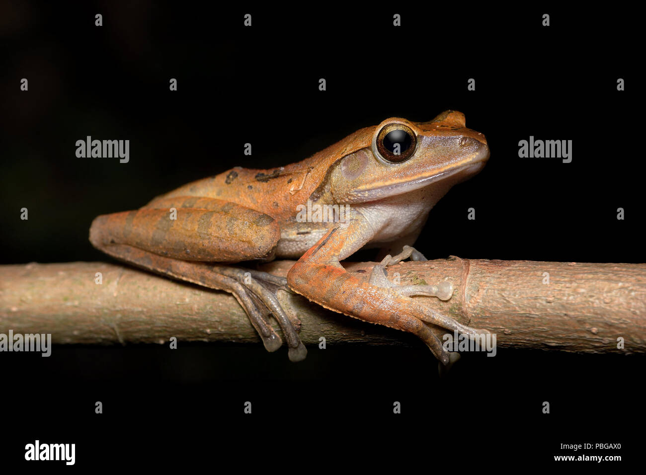 Javan Tree Frog Polypedates braueri Stock Photo