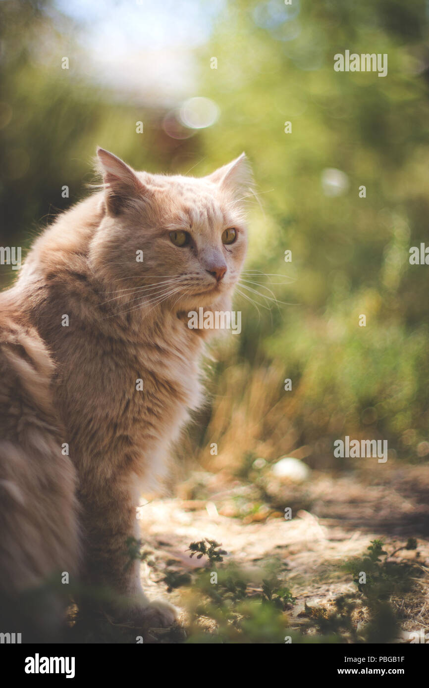 Cats In Nature Outdoor Photography At Every Moment Of The Day Natural 