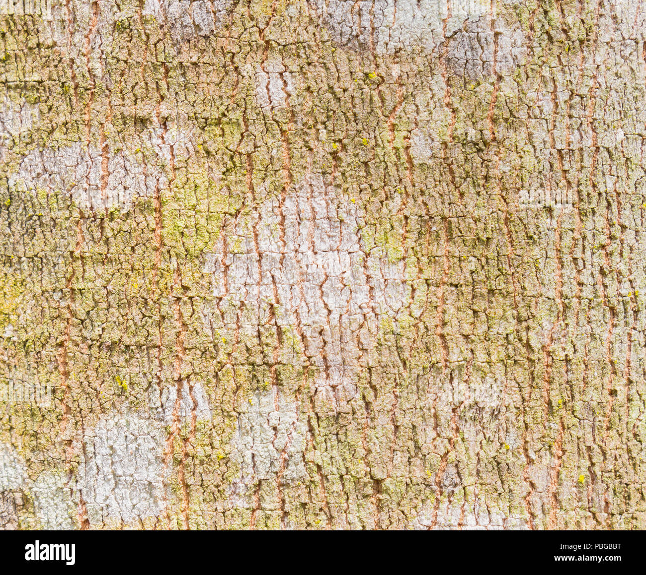 Rubber Tree Bark Texture Background. Natural rubber tree bark texture