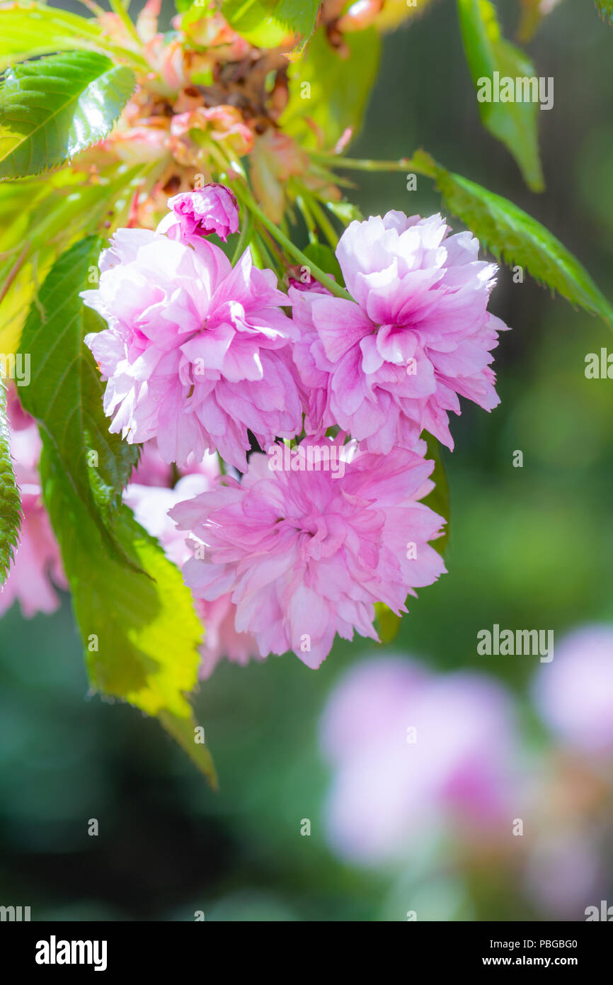 Spring leaves cherry blossoms hi-res stock photography and images - Alamy
