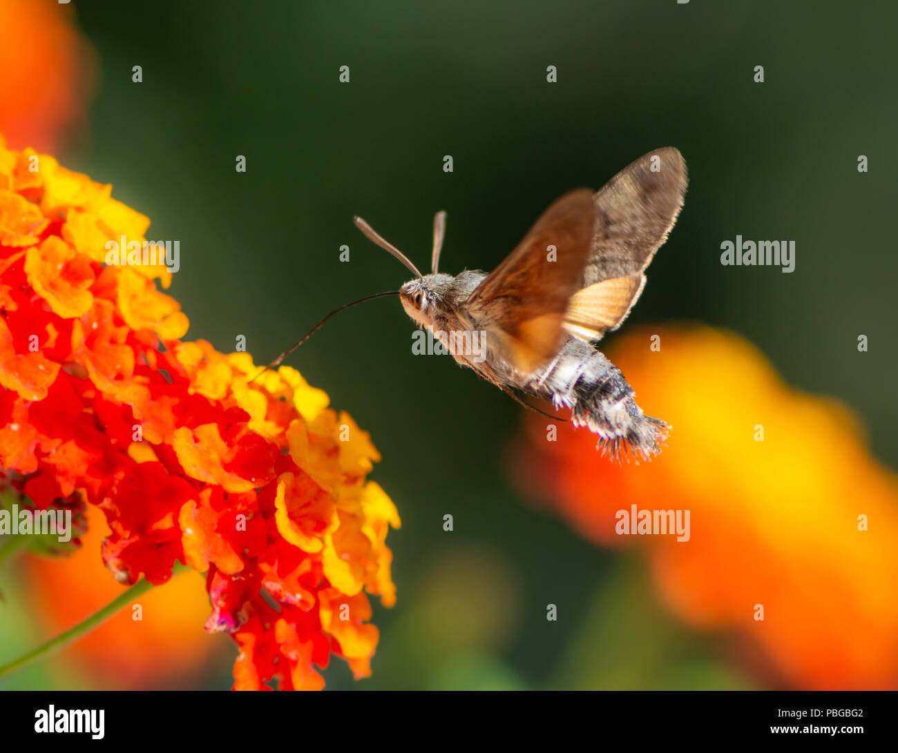 Hummingbird hawk-moth flying to a orange lantana flower Stock Photo